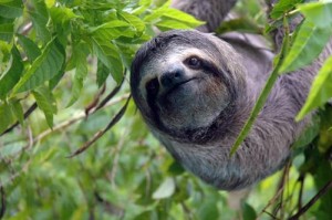 Sloth Costa Rica