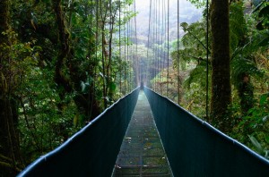 monteverde clud forest hanging bridges