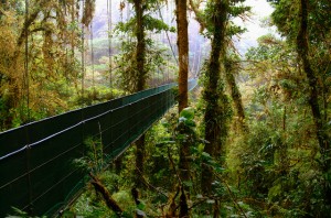 MOnteverde Cloud Forest