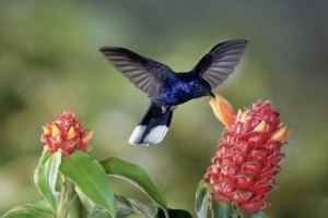 monteverde humminbird garden