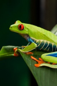 monteverde cloud forest