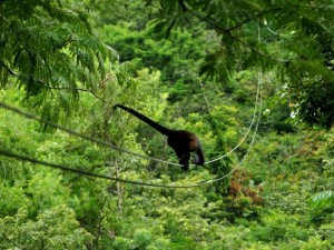 zipline congo